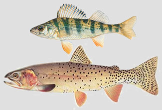 Fish species illustration