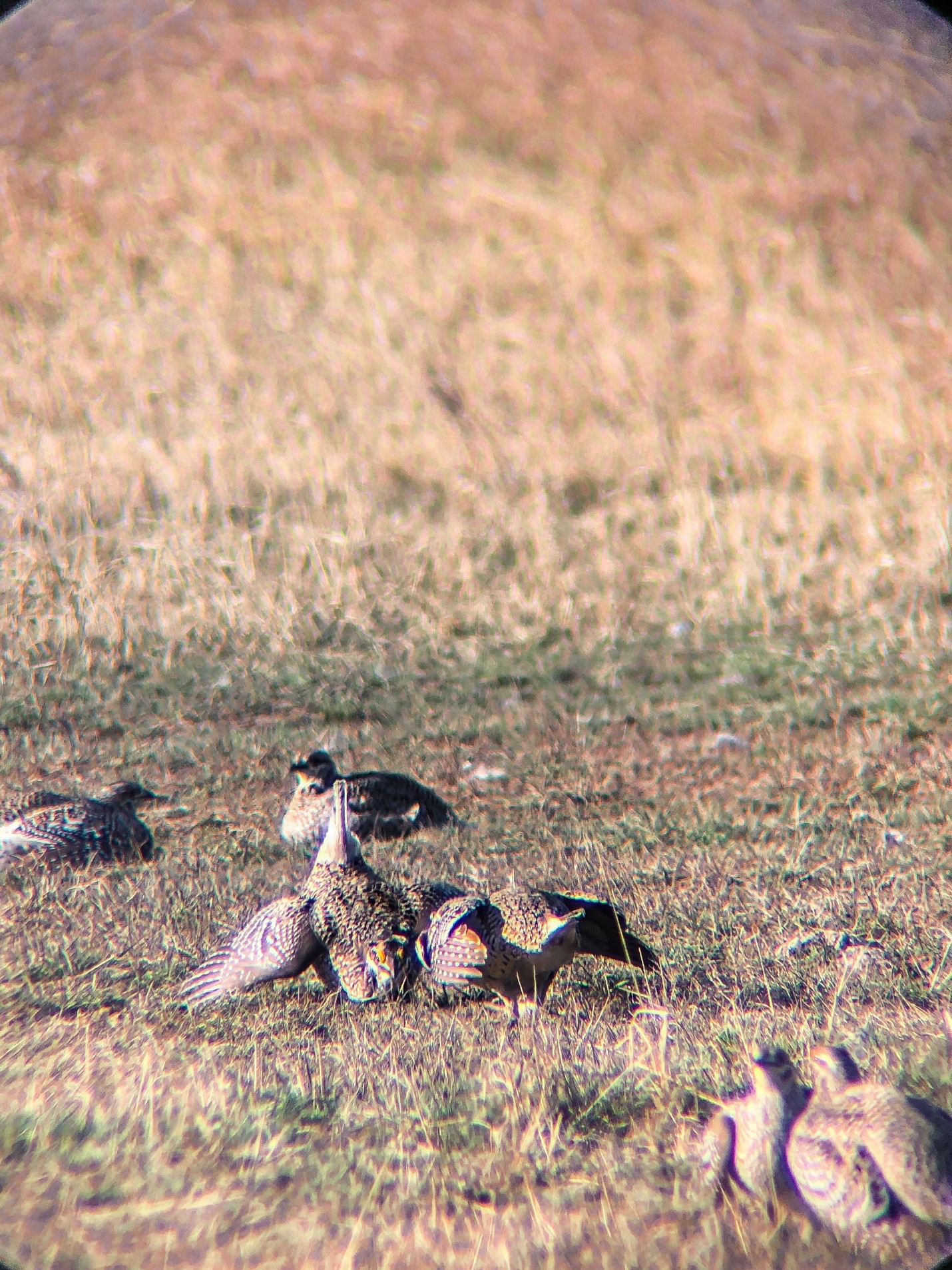 Grouse