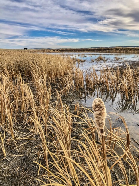 Wetland