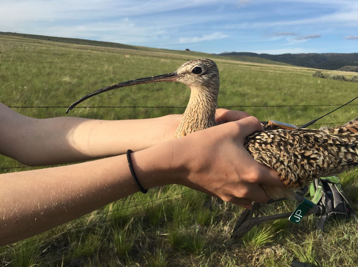 Curlew release