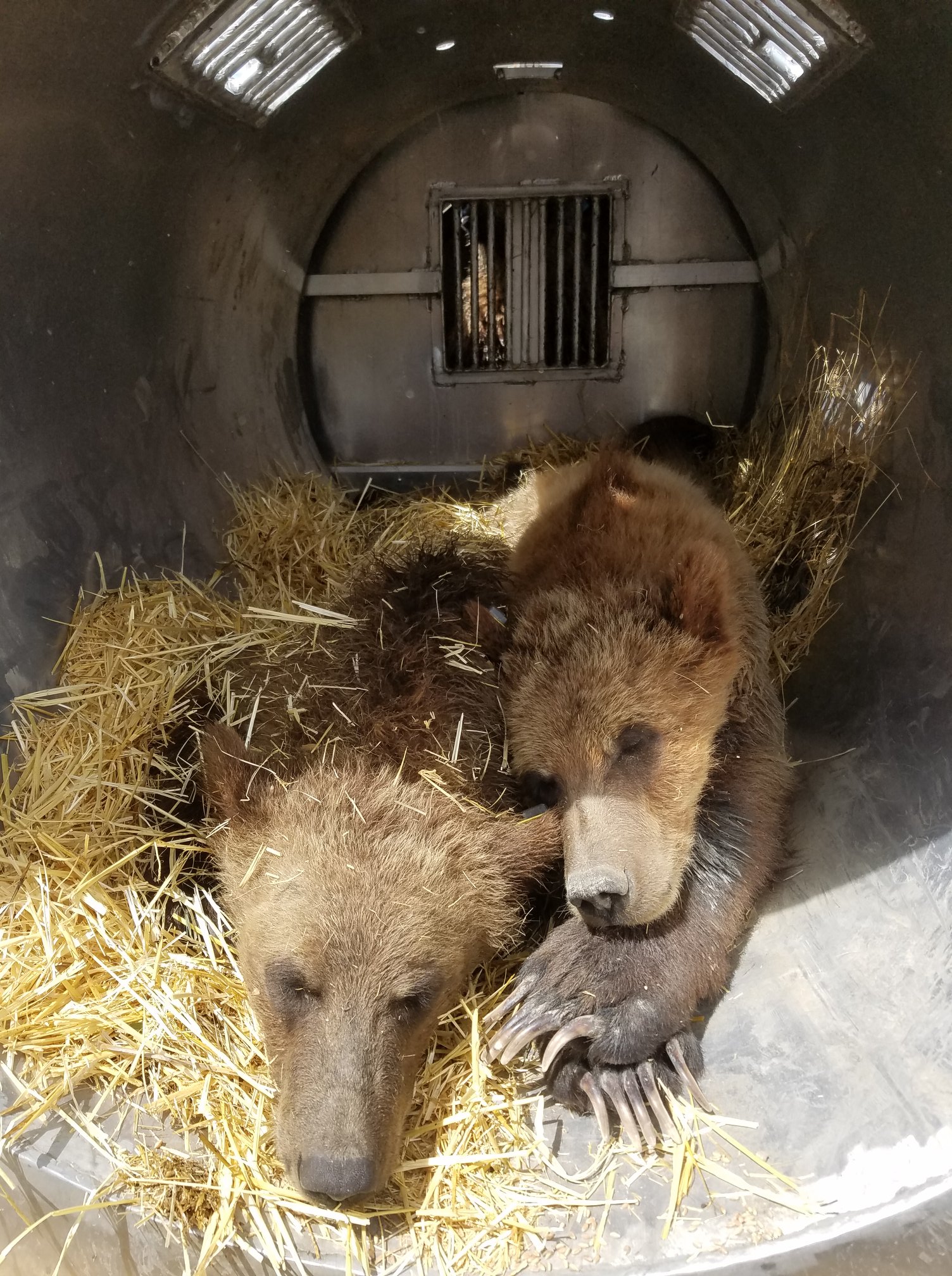 Sedated grizzlies in trap