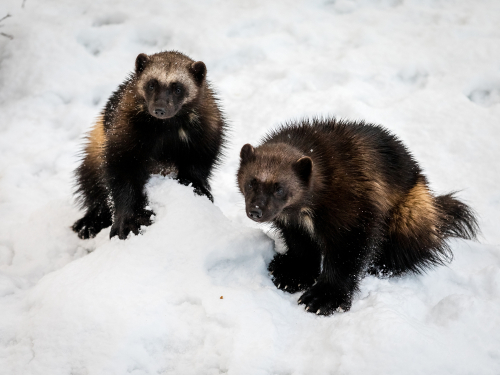 Two wolverines in snow