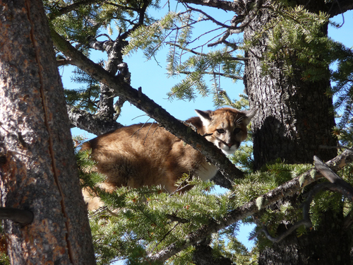 Young mountain lion in trees