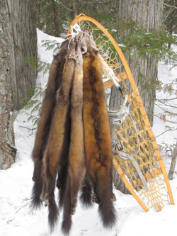 Pelts hanging on a snowshoe