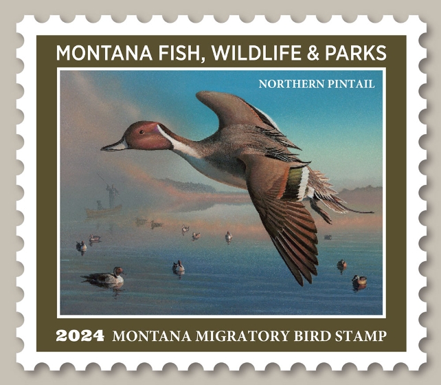 2024 Migratory Bird Stamp Winner