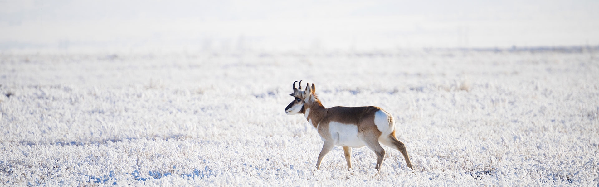 Pronghorn in snowy field